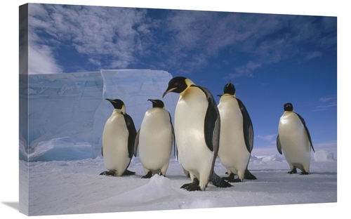 Global Gallery GCS-451179-2030-142 20 x 30 in. Emperor Penguin Group&#