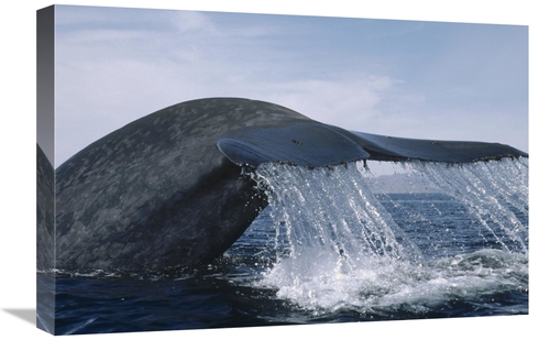 Global Gallery GCS-450604-1624-142 16 x 24 in. Blue Whale Tail, Se