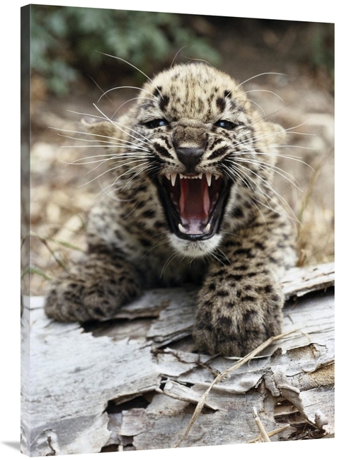 Global Gallery GCS-450817-40-142 40 in. Persian Leopard Cub Snarling&#