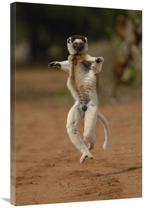 Global Gallery GCS-453039-2436-142 24 x 36 in. Verreauxs Sifaka Hoppin