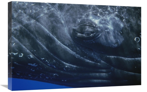 Global Gallery GCS-451001-2030-142 20 x 30 in. Humpback Whale Eye of S