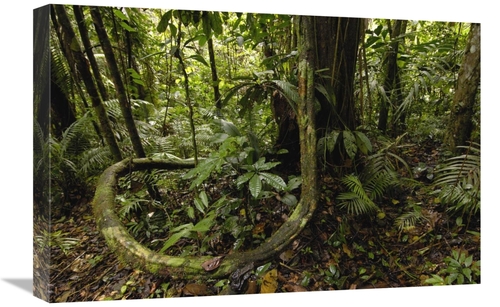 Global Gallery GCS-453073-1624-142 16 x 24 in. Vines in Tropical Rainf