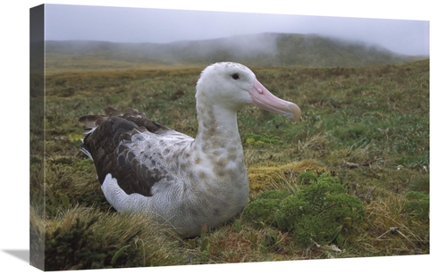 Global Gallery GCS-451802-1624-142 16 x 24 in. Tristan Albatross Femal