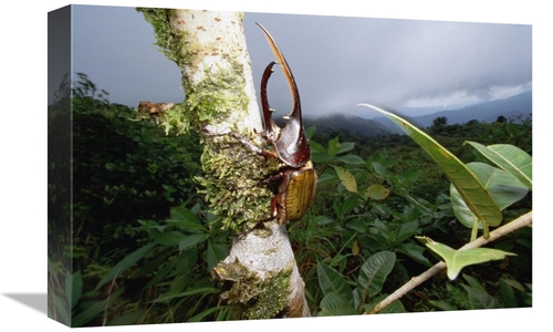 Global Gallery GCS-450964-1218-142 12 x 18 in. Hercules Scarab Beetle 