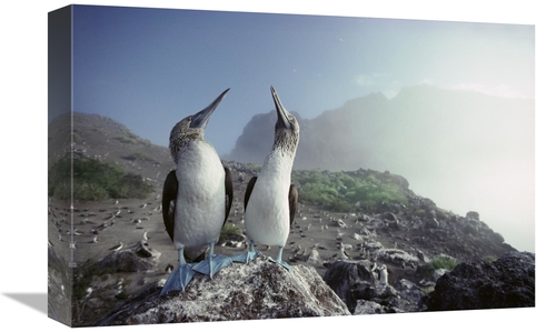 Global Gallery GCS-451151-1218-142 12 x 18 in. Blue-Footed Booby Pair&