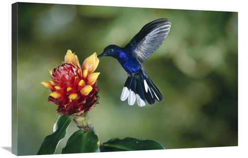 Global Gallery  24 x 36 in. Violet Sabre-Wing Hummingbird, Feeding