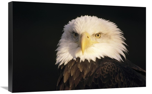 Global Gallery GCS-452808-2030-142 20 x 30 in. Bald Eagle Portrait&#44