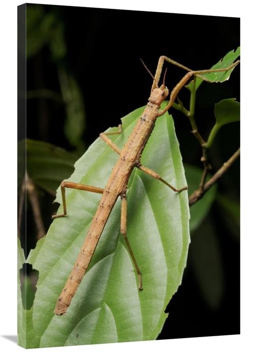 Global Gallery GCS-397538-2436-142 24 x 36 in. Stick Insect, North