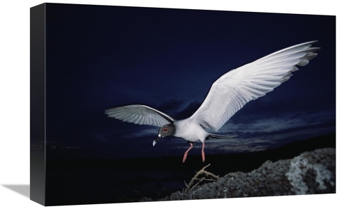 Global Gallery GCS-451511-1218-142 12 x 18 in. Swallow-Tailed Gull Dep