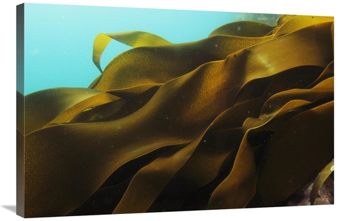 Global Gallery GCS-397700-2436-142 24 x 36 in. Ribbon Kelp, Antarc