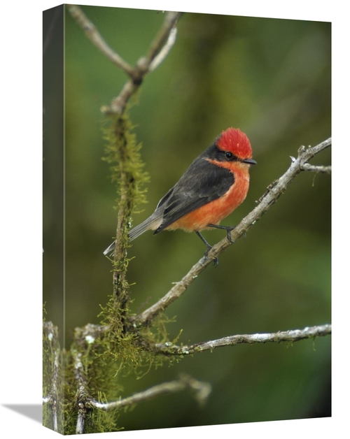 Global Gallery GCS-451196-1218-142 12 x 18 in. Vermilion Flycatcher Ma