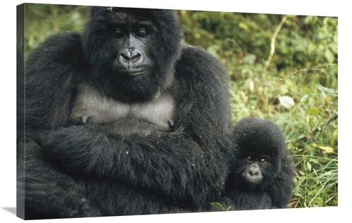 Global Gallery GCS-452437-2436-142 24 x 36 in. Mountain Gorilla Mother