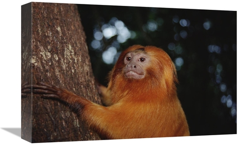 Global Gallery GCS-451482-1218-142 12 x 18 in. Golden Lion Tamarin,