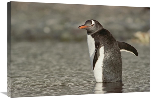 Global Gallery GCS-452910-2436-142 24 x 36 in. Gentoo Penguin Wading&#