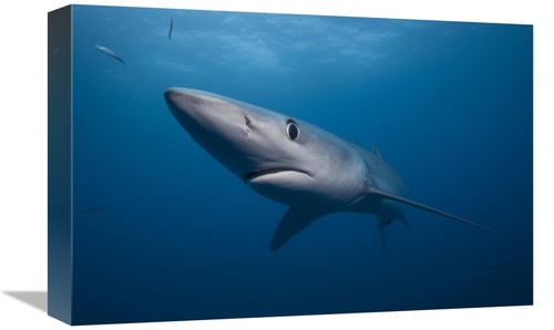 Global Gallery GCS-397477-1218-142 12 x 18 in. Blue Shark, San Die