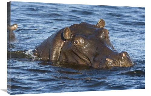Global Gallery GCS-395801-2436-142 24 x 36 in. Hippopotamus, North
