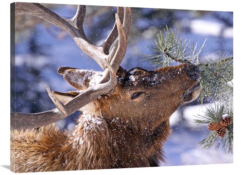 Global Gallery GCS-486504-40-142 40 in. Winter Feeding Art Print - Vic