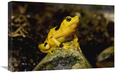 16 x 24 in. Panamanian Golden Frog, Native to Panama Art Print - S