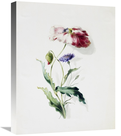 Global Gallery GCS-266573-22-142 22 in. A Scarlet Poppy & a Cornflower