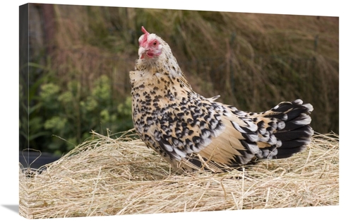 Global Gallery GCS-397447-2030-142 20 x 30 in. Domestic Chicken, S