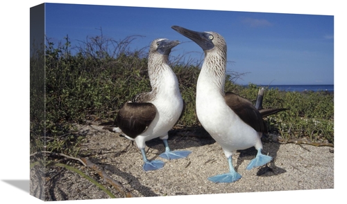 Global Gallery GCS-451382-1218-142 12 x 18 in. Blue-Footed Booby Pair 