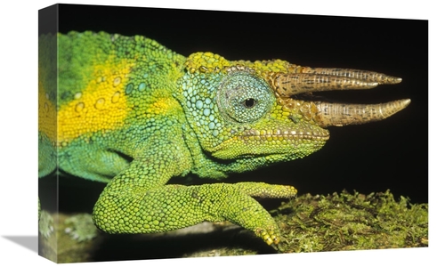 Global Gallery GCS-452427-1218-142 12 x 18 in. Jacksons Chameleon Male