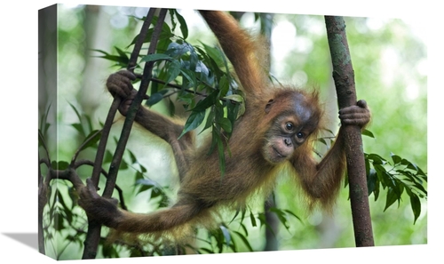 Global Gallery GCS-395854-1218-142 12 x 18 in. Sumatran Orangutan Six 