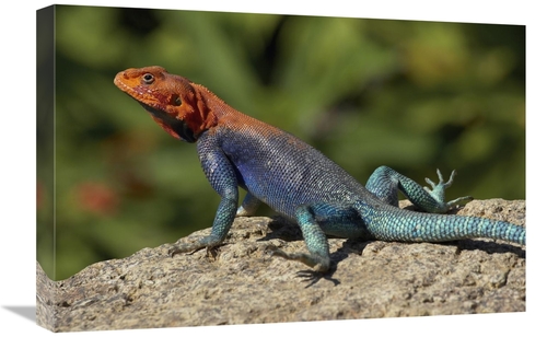 Global Gallery GCS-450884-1624-142 16 x 24 in. Red-Headed Rock Agama M