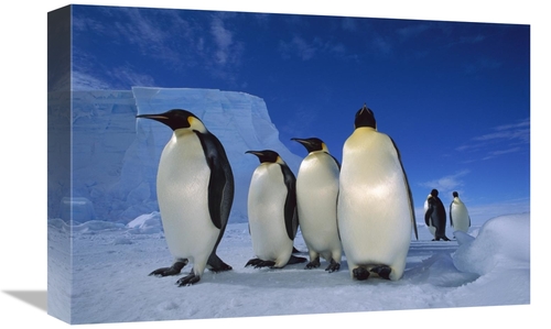 Global Gallery GCS-451727-1218-142 12 x 18 in. Emperor Penguin Group N