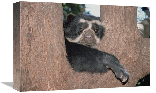 Global Gallery GCS-451507-1218-142 12 x 18 in. Spectacled Bear Resting