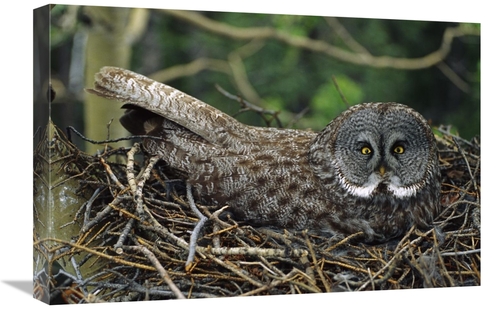 Global Gallery GCS-451923-1624-142 16 x 24 in. Great Gray Owl Incubati