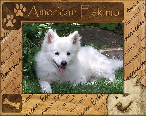 Giftworks Plus DBA0007 American Eskimo- Alder Wood Frame- 5 x 7 In