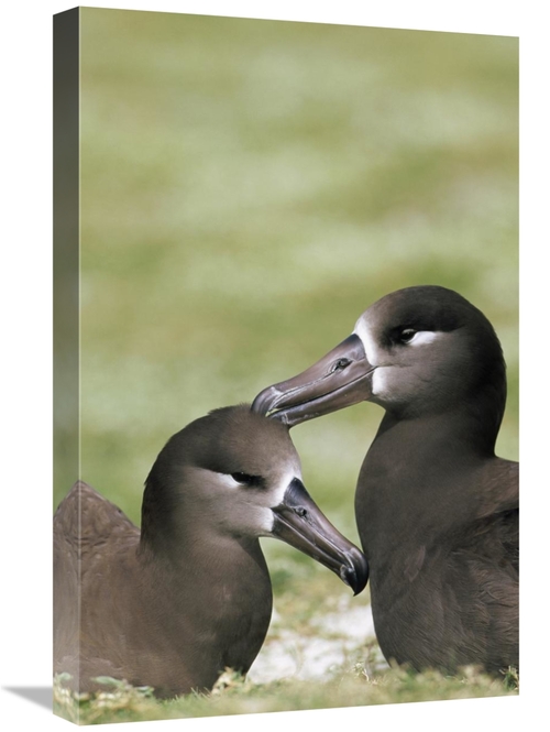 Global Gallery GCS-451436-1624-142 16 x 24 in. Black-Footed Albatross 