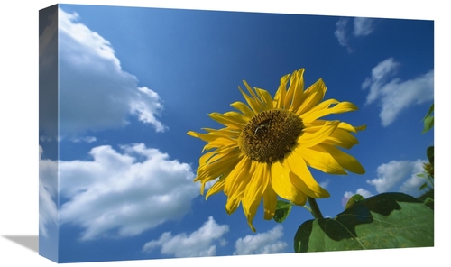 Global Gallery GCS-452573-1218-142 12 x 18 in. Common Sunflower with B