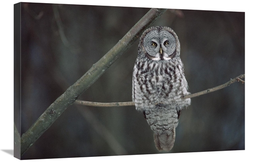 Global Gallery GCS-452996-2030-142 20 x 30 in. Great Gray Owl Portrait