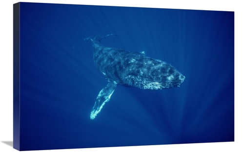 Global Gallery GCS-451033-2030-142 20 x 30 in. Humpback Whale Friendly
