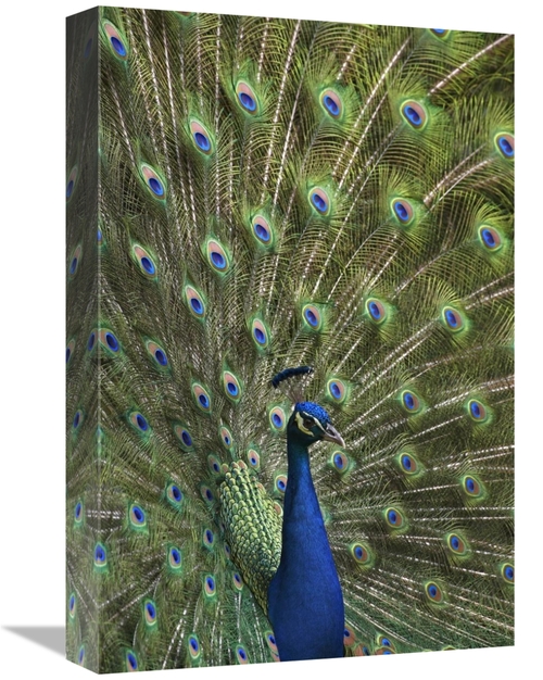 Global Gallery GCS-396585-1218-142 12 x 18 in. Indian Peafowl Male wit