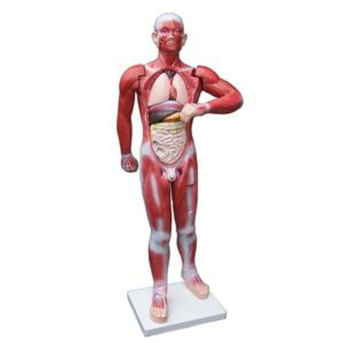 Human Anatomical Muscular Model Muscle System