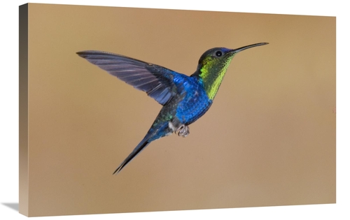 Global Gallery GCS-397383-2030-142 20 x 30 in. Violet-Crowned Woodnymp