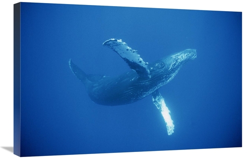 Global Gallery GCS-450794-2030-142 20 x 30 in. Humpback Whale Friendly