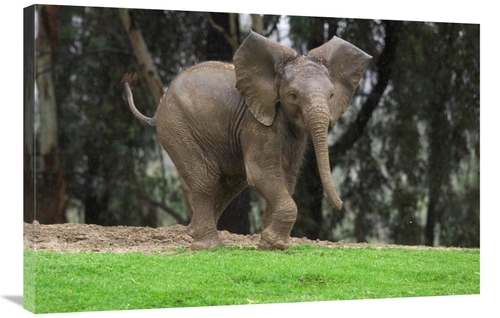 Global Gallery GCS-450848-2436-142 24 x 36 in. Playful African Elephan