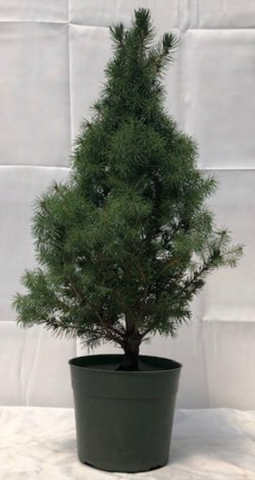 Pre Alberta Spruce Bonsai Tree(Picea Glauca Conica)