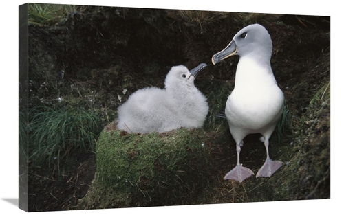 Global Gallery GCS-451616-2030-142 20 x 30 in. Grey-Headed Albatross P