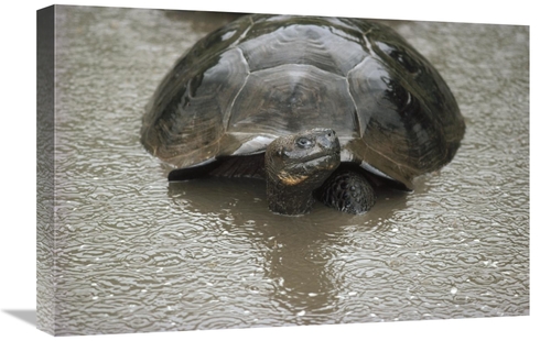 Global Gallery GCS-451165-1624-142 16 x 24 in. Galapagos Giant Tortois