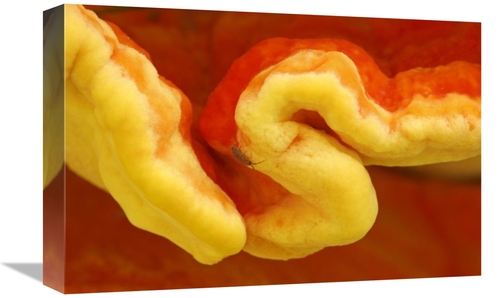 Global Gallery GCS-398010-1218-142 12 x 18 in. Chicken of the Woods De