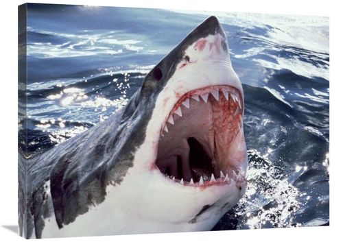 Global Gallery GCS-397975-2432-142 24 x 32 in. Great White Shark At Su