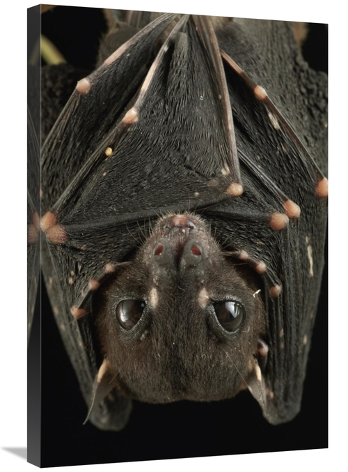 Global Gallery GCS-397578-2030-142 20 x 30 in. Spotted-Winged Fruit Ba