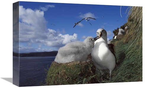 Global Gallery GCS-451615-1218-142 12 x 18 in. Grey-Headed Albatross C