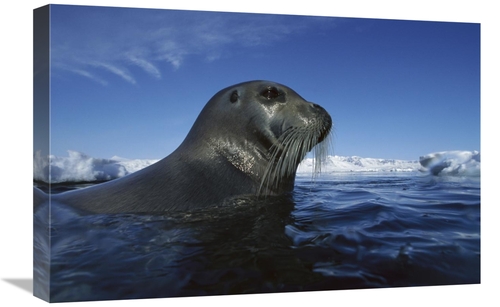 Global Gallery GCS-450927-1624-142 16 x 24 in. Bearded Seal Surfacing&
