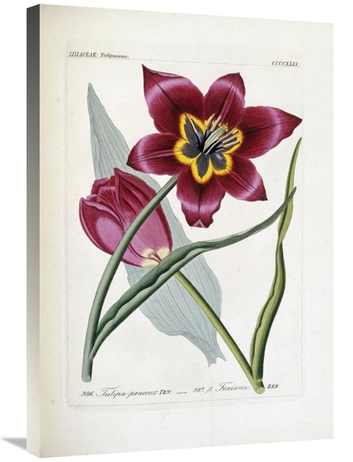 Global Gallery GCS-267098-30-142 30 in. Tulipa Praecox Art Print - H.G